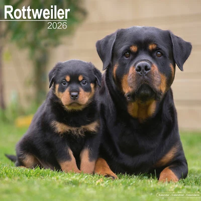 AVONSIDE PUBLISHING LTD Rottweiler 2026 Calendar | Dog Breed Gift Wall 20% OFF MULTI ORDERS
