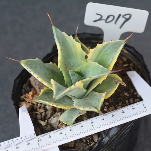 Pianta di agave succulenta 12 cm pianta di agave potatorum variegata lkar-i-raijin-nishki - Foto 8 di 12