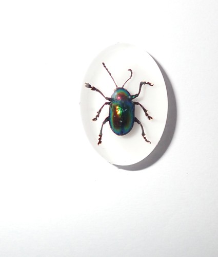 Insect Cabochon Shining Leaf Beetle Oval 18x25 mm on white 2 pieces Lot - Picture 10 of 19