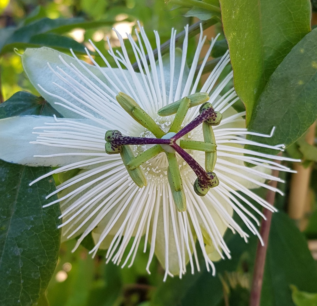 Passiflora Snow Queen blanche plante grimpante résistante pour pergola de jardin