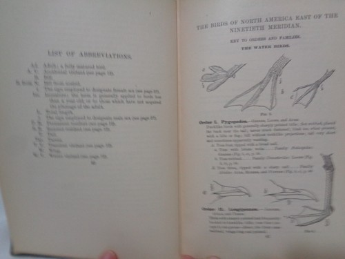 1900 Birds of Eastern North American Ornithology Chapman Illustrated Plates - Picture 9 of 19