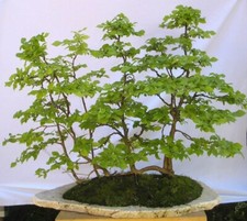 5x Rotbuche, Pre Bonsai, Wald, Gruppe, Fagus sylvatica, Yamadori