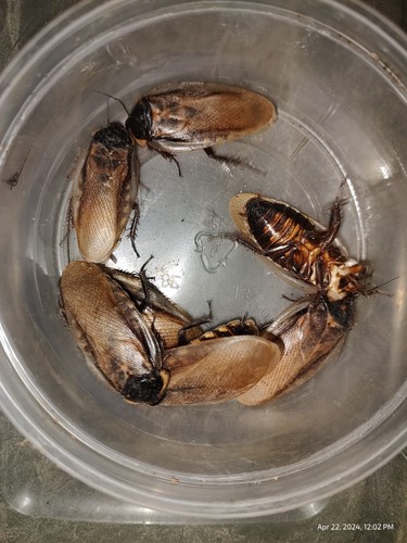 Headlamp Roach Nymphs 25+ Eublaberus serranus (Pantanal Roach) - Picture 5 of 5