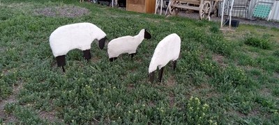 Lawn Decorations Sheep