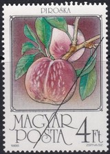 Specimen, Hungary Sc3008 Fruit, Peach
