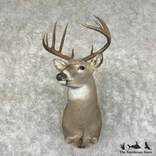 #31004 P | Whitetail Deer Taxidermy Shoulder Mount For Sale