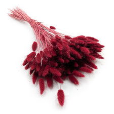 Getrockneter Lagurus - Lagurus ovata - Burgund