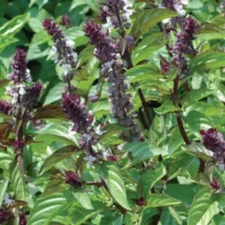 500+ Basil Seeds , Cinnamon - (Ocimum basilicum)Heirloom, FREE SHIPPING USA