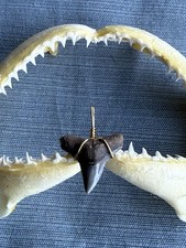 SHARK TOOTH PENDANT..fossilized 7/8 inch upper Bull from Venice Florida.
