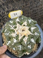 13 cm Multi testine Ariocarpus fis var lloydii A·retusus cactus autoradice WYSIWYG 71
