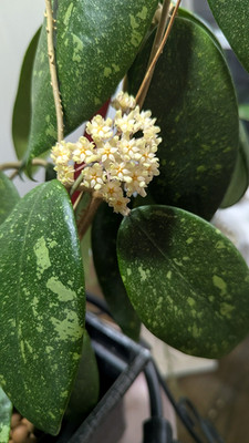 Hoya sp. Ko Chang Island IML 1508
