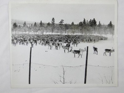 Reindeer Round Up Northern Sweden Herd Winter Snow 1962 VTG Press Photo