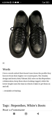 Nepenthes x White's Pole Climber Oxford Japan Exclusive US Nepenthes x White's Pole Climber Oxford Japan Exclusive US