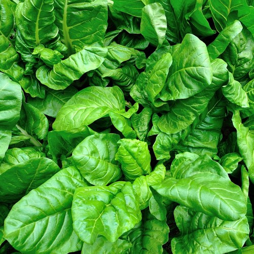 Bloomsdale Spinach Seeds - 500 Seeds, Heirloom, Open Pollinated, Everwilde Farms (2024)