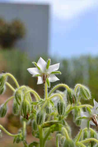 30 Semillas Borraja de Flor Blanca (Borago Officinalis) seeds, llavors