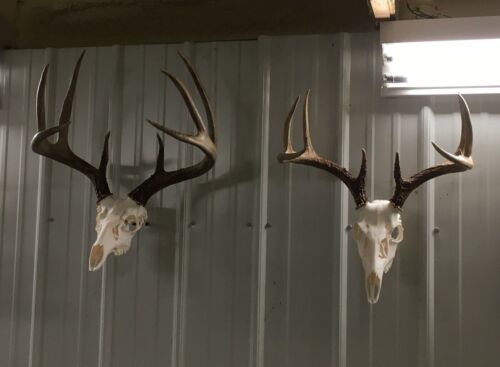 European Deer Mounting System - Picture 3 of 12