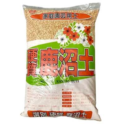phyllostachys pubescens moso bambus Moso Bamboo Seeds main image 0