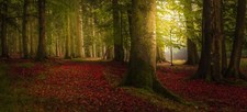 Landscape nature colorful forest fall trees path mist Custom Gaming Mat Desk