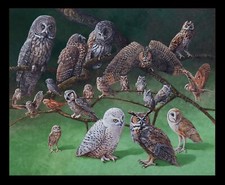 Fabric Black Owls Of North America Panel Cotton by ELIZABETH 16002E 18"x22"