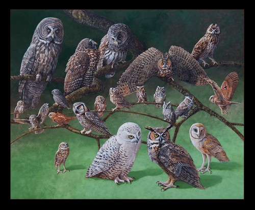 Fabric Black Owls Of North America Panel Cotton by ELIZABETH 16002E 18"x22" - 第 1/11 張圖片