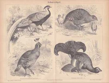 Silberfasan Rebhuhn Schopfwachtel HOLZSTICH von 1878 Birkhuhn
