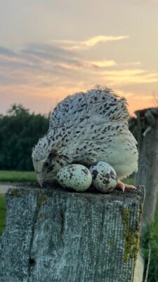 18 Rare, Jumbo & Celadon Coturnix Quail Hatching Eggs NPIP- Hatch Rate Guarantee
