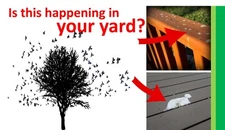 Get rid of Crows & Blackbirds.  Stop birds pooping on your porch.  It works!  