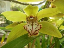 Cool Climate Outdoor Cymbidium with a NEW Spike, Green  Red Hue, Exotic Scent