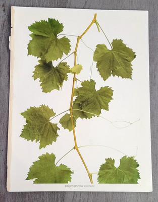 1908 Common GRAPE Vine SHOOT OF VITIS VINIFERA U P Hedrick Winery Botanical Leaf