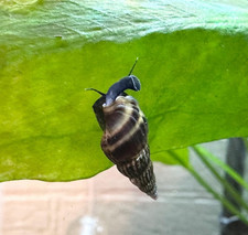 Live Assassin Snails / Bumblebee Snails / Aquarium Snails / Pest Control Snail