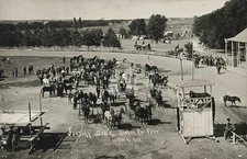Judging stock, Norton Co. Fair 1910 RPPC Photo Postcard COPY