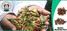 Organic Cloves from Zanzibar 2026 Season