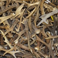 1kg MIX Cornes de Chevreuil, massacre chasse bois de cerf FR 