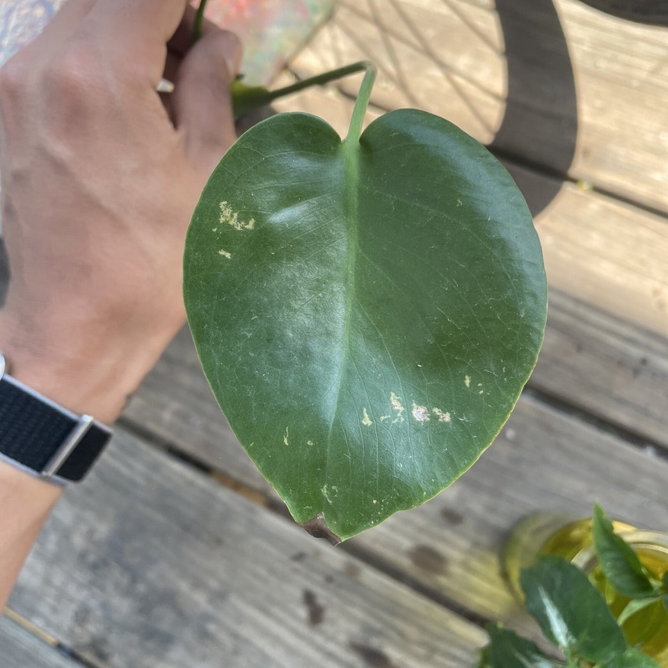 Monstera Deliciosa Rooted Cutting, Tropical Live Plant, Swiss Cheese