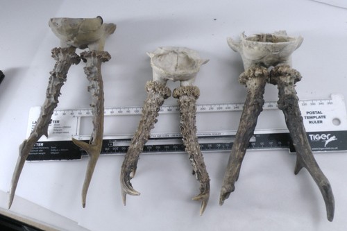 3x Roe Deer Skull Mounts – Beautiful Antlers on Skull Plate for Taxidermy Decor - Picture 5 of 6