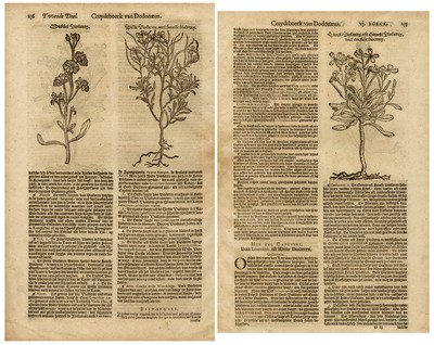 Antiker Botanischer Druck - Darstellungen verschiedener Mauerblümchenarten - Anonym - 1618