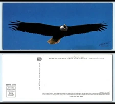 Vintage OVERSIZE Postcard - Bald Eagle, 200th Anniversary As National Symbol 