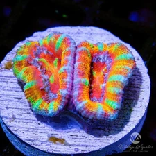 WA Raichu Acan - Live Coral Frag