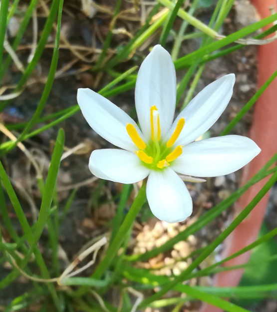 Zephyranthes treatiae Florida Native Fall White Flowers Grass Bulb