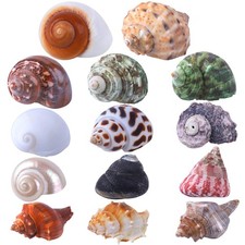 14PCS 14 Kind Natural Hermit Crab Shells Size 1" - 3.5" Opening 0.8" - 1.5" H