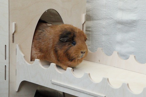 Guinea Pig Castle Starter Kit - Formaldehyde Free, Non Toxic, Wooden, Slot Toget - Picture 8 of 34