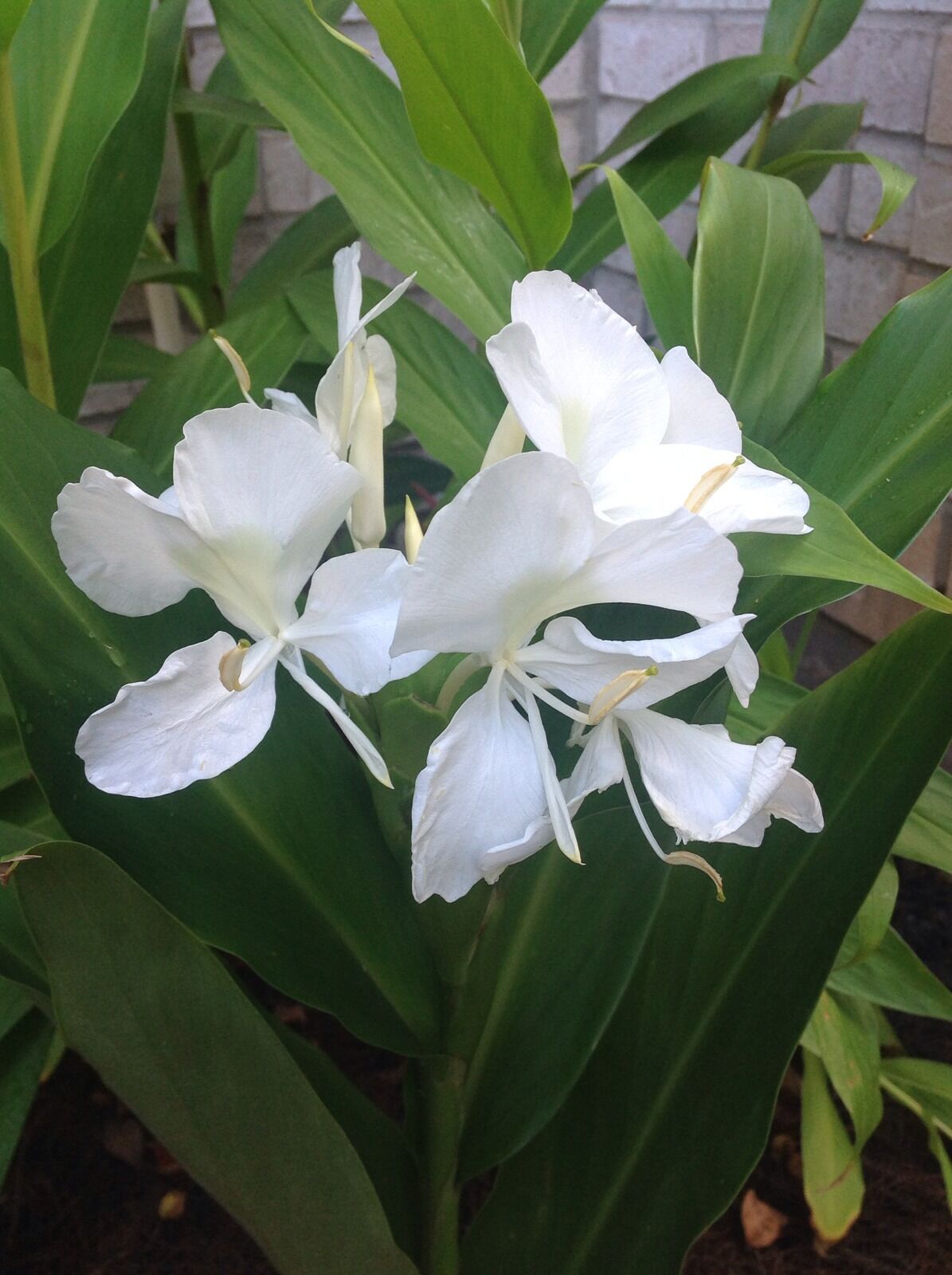 1 White Ginger Lily Bulb Rhizome Flowers Like A Butterfly Attracts Hummingbird For Sale Online