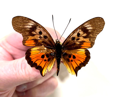 Insect Butterfly Nymphalidae Pseudacraea acholica mayencea-Rare Aberration!