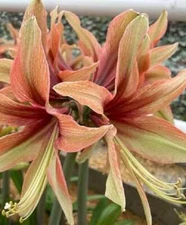 WILD AMAZONE Extra Large Amaryllis Bulb 26-28 cm - US Seller