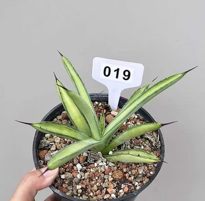 1pcs Random pot 14cm Rare Agave macroacantha green Variegate Mediopicta  Garden