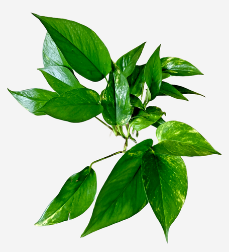Golden Pothos (Epipremnum Aureum) | House Plants | 5 Stems 20-28cm | 3