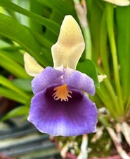Cochleanthes Specie Discolor ´ Blue Trompet ´ Duft Orchidea Miltonia Epidendrum