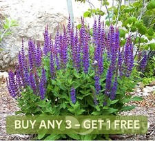 CHIA PLANT - Salvia Hispanica - 600 seeds - BUSHY