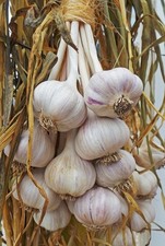 100% Organic Italian Garlic Bulbs – Non-GMO Heirloom Seed Garlic for Planting