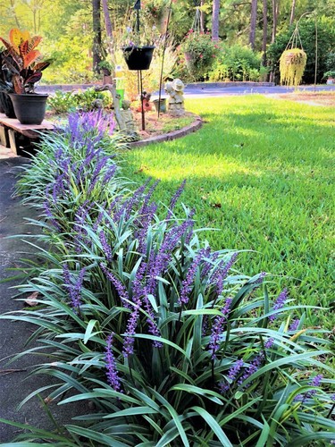 Liriope muscari Majestic 25 Plants in 3-1/2 inch Pots - Picture 5 of 5